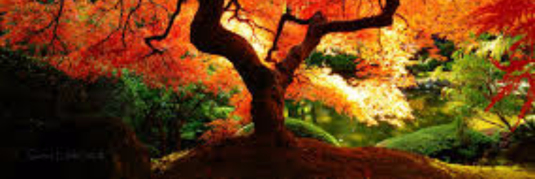 Cover image for post Fall, by Izzy_A