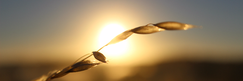 Cover image for post A Desperate Light, by Sahara