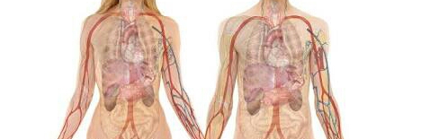 Cover image for post Dear Anatomy, by SaneWriter