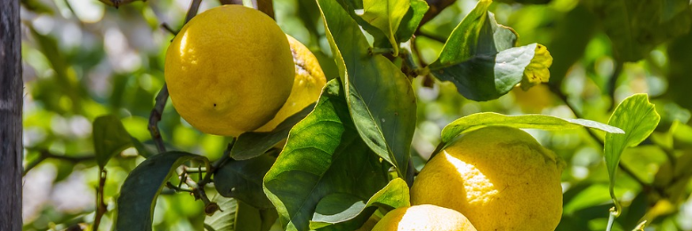 Cover image for post When life gives you lemons..., by nfaulk6