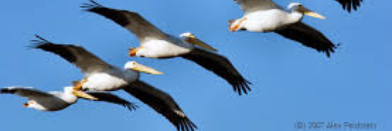 Cover image for post Webbed Feet Buddies, by sandflea68