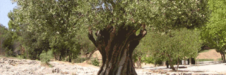 Cover image for post World peace, by Surtism