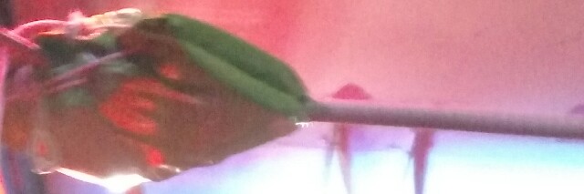 Cover image for post Untitled, by Dolcevida360