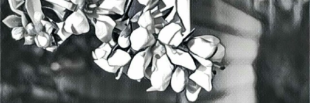 Cover image for post Untitled, by Dolcevida360