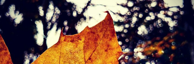 Cover image for post Untitled, by Dolcevida360