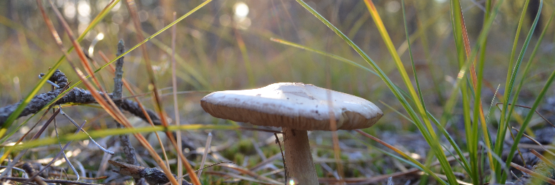 Cover image for post My Kingdom for a Horse, by ErinMorbid