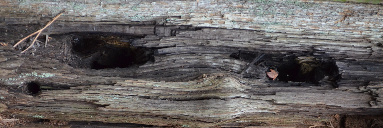 Cover image for post Us, by ErinMorbid