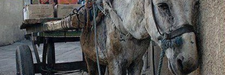 Cover image for post Hoof dream, by Marusa