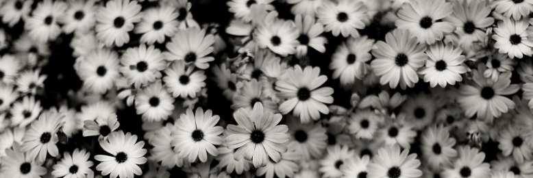 Cover image for post effeuiller la marguerite, by Callie