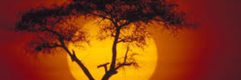 Cover image for post The Savannah (and the Inside Joke), by ConradHetrick