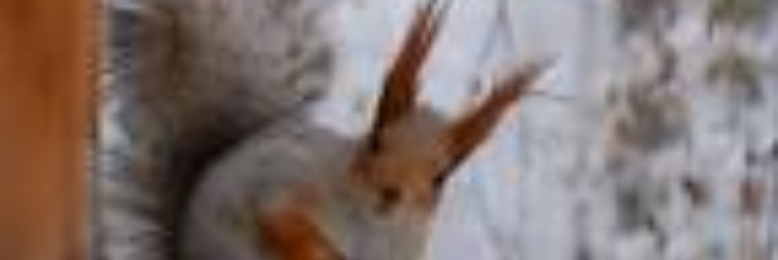 Cover image for post Winter squirrels, by CelticPrincess