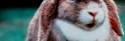 Cover image for post A Hare's Breath, by Clburdett