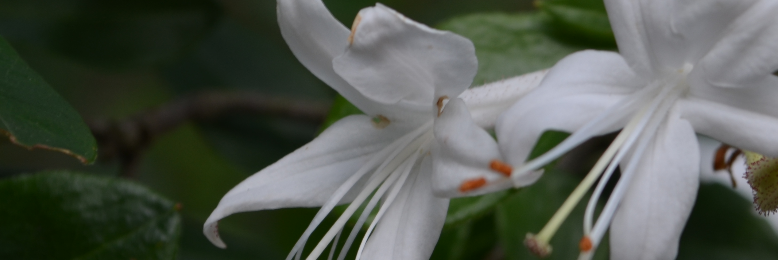 Cover image for post Beauty They Say, by ErinMorbid