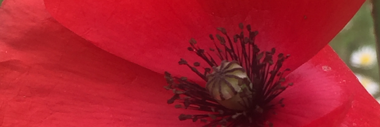 Cover image for post Ciao, Bella!, by hannahbean