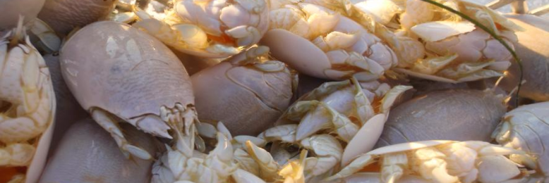 Cover image for post sandflea68 - It's not what you think, by sandflea68