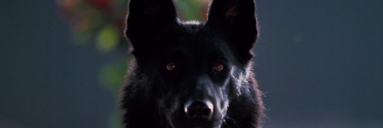 Cover image for post A Dog, by CedesLee