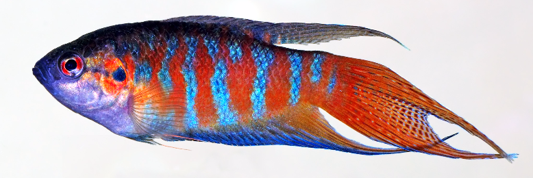 Cover image for post Story Time, by AJAY9979