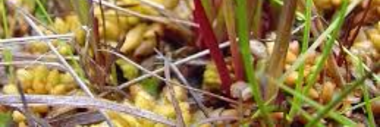 Cover image for post Embryo, by sandflea68