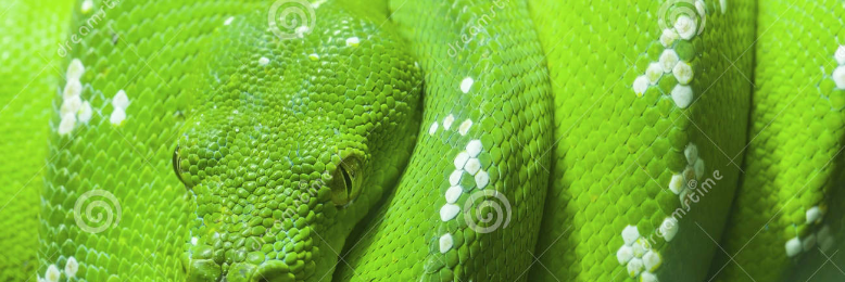 Cover image for post The ugliness of Green, by crayzed