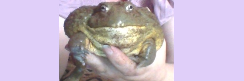 Cover image for post Midnight Serenade, by EriduSerpent