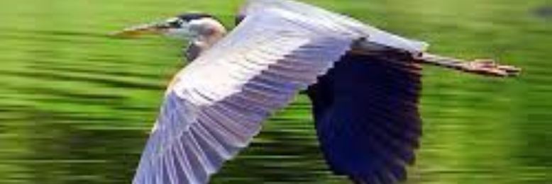 Cover image for post Master of the Marsh, by sandflea68