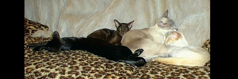 Cover image for post Cats, by EriduSerpent