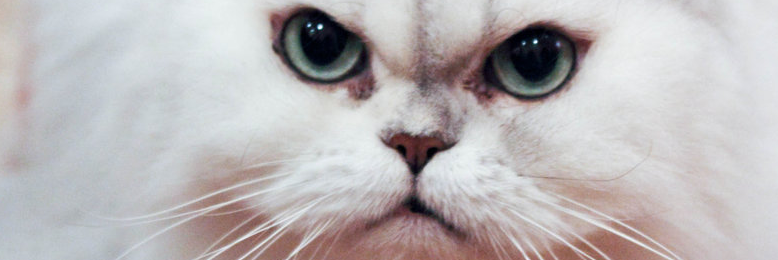 Cover image for post Jezebel, by Jumotki