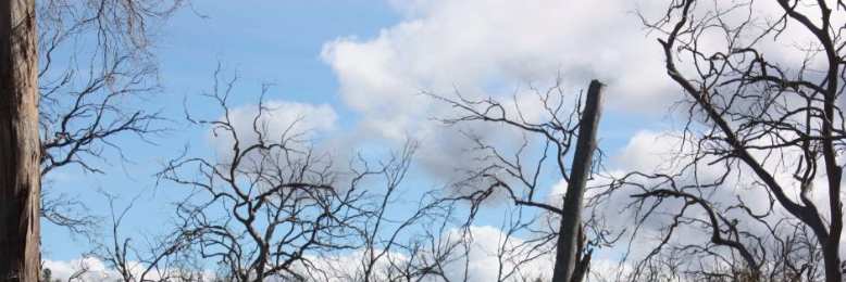 Cover image for post When Leaves Fall, by Jumotki