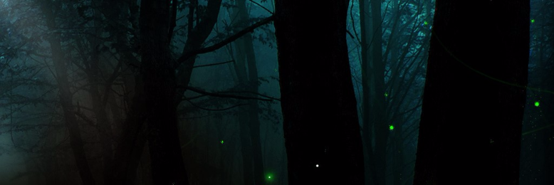 Cover image for post Night in the Forest, by FerrumDraco