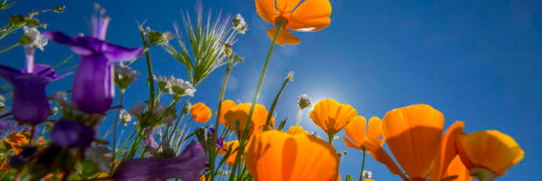 Cover image for post The Tea Party, by Jumotki