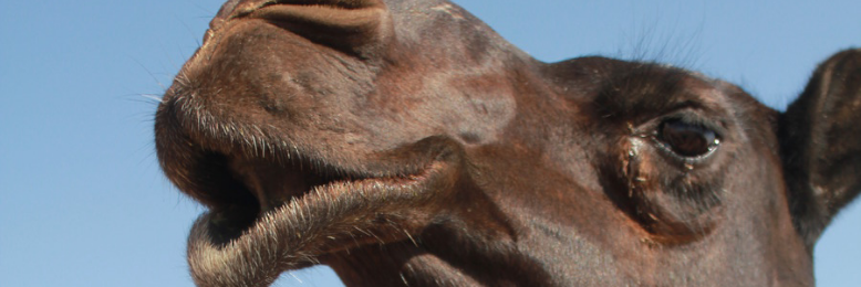 Cover image for post My Black Camel, by Saad