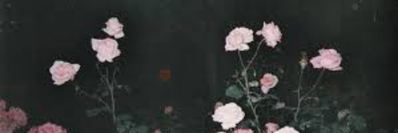 Cover image for post this is how we fall in love., by ked_1203