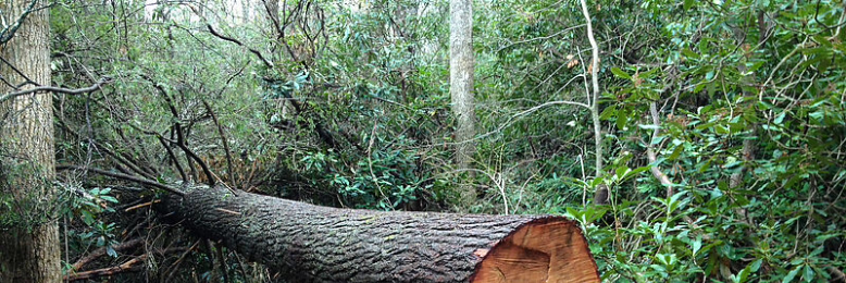 Cover image for post Cut Me Down..., by Dark