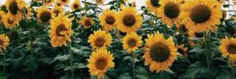 Cover image for post today, I write for the sunflowers., by PoppyLaine