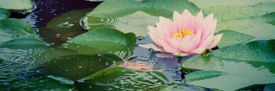 Cover image for post Lakes Symphony, by Zelena