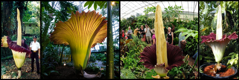Cover image for post Amorphophallus Titanum, by dustygrein