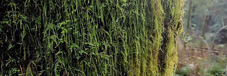 Cover image for post Gathering Moss, by FarrellTimlake