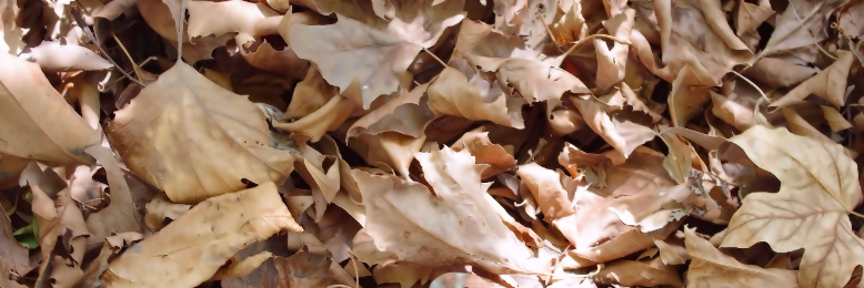 Cover image for post The Leaf, by Vibha