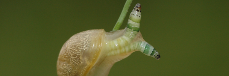 Cover image for post Pulse, by Jumotki