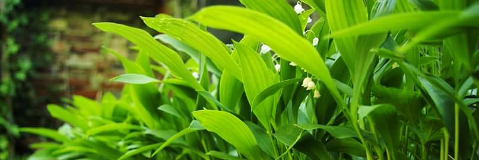 Cover image for post Perennial Magic Tricks, by ErinMorbid