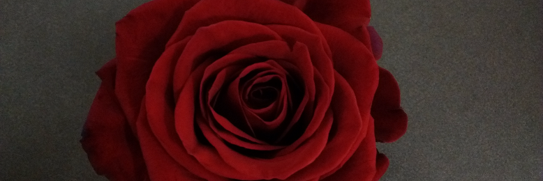 Cover image for post faithless blooms, by Lenore