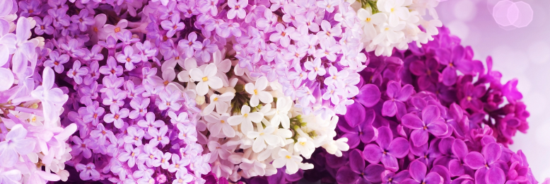 Cover image for post Lilacs, by lalinmoon