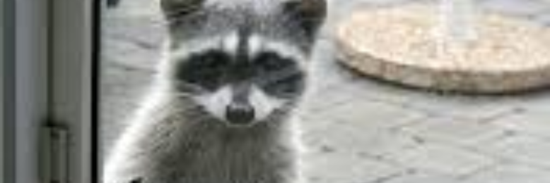 Cover image for post El Loco, by CelticPrincess