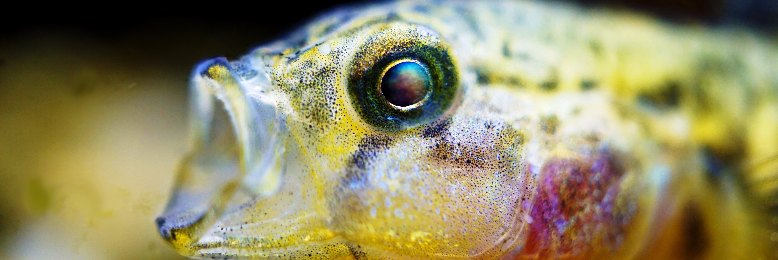 Cover image for post The Floundering Continues On, by GinnyMink