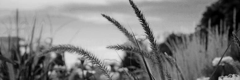 Cover image for post Weeds., by catladylauren