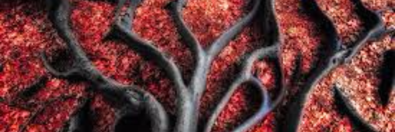 Cover image for post Fire Wood, by CYS_Correia