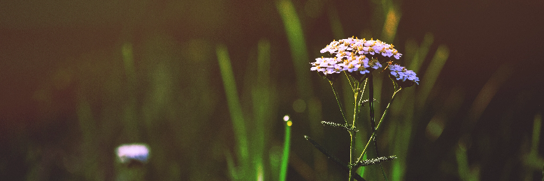 Cover image for post Advice for Senior Girls and Other Things (chapters 4-8), by KatelynOverby