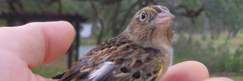 Cover image for post Broken Bird, by CYS_Correia