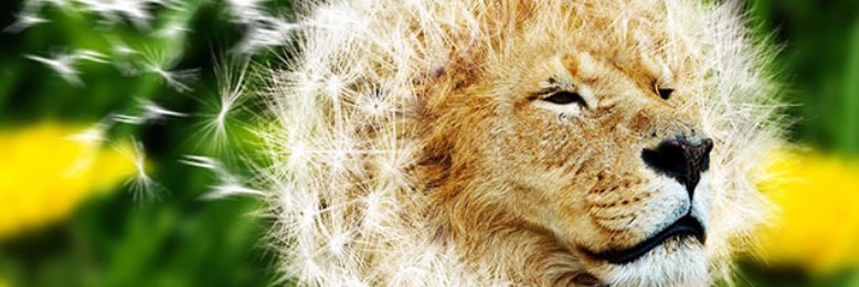 Cover image for post Dandelion A Miracle Drug, by JULIAK