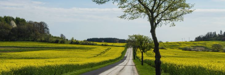 Cover image for post I Choose the Road I Walk, by Storybob